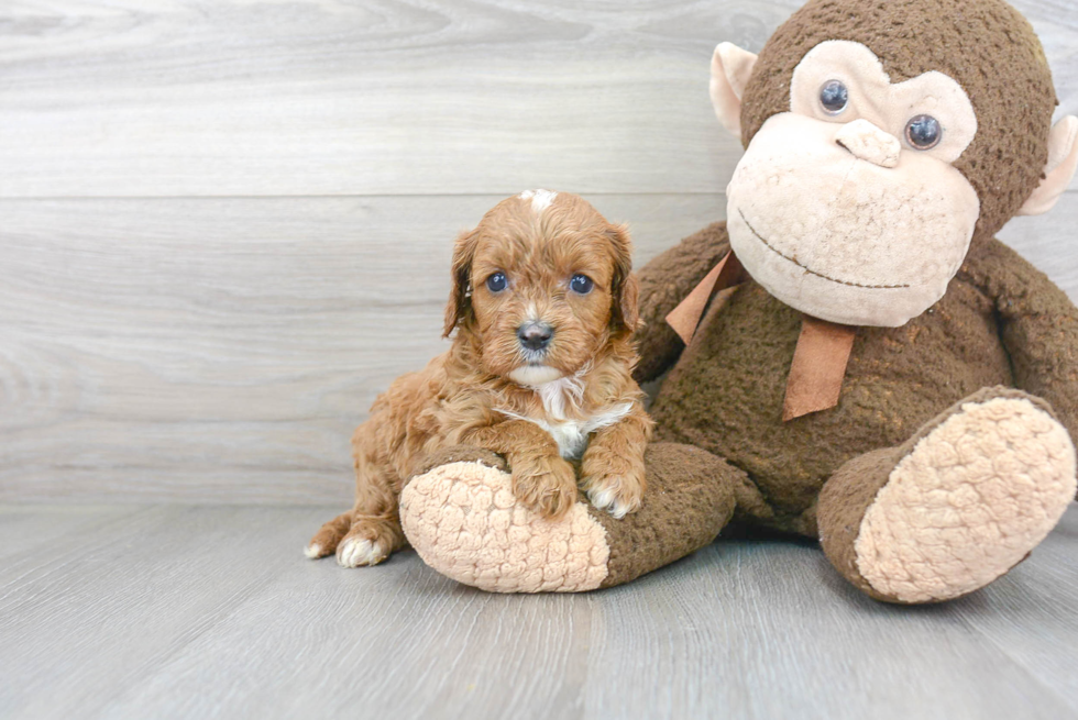 Playful Cavoodle Poodle Mix Puppy