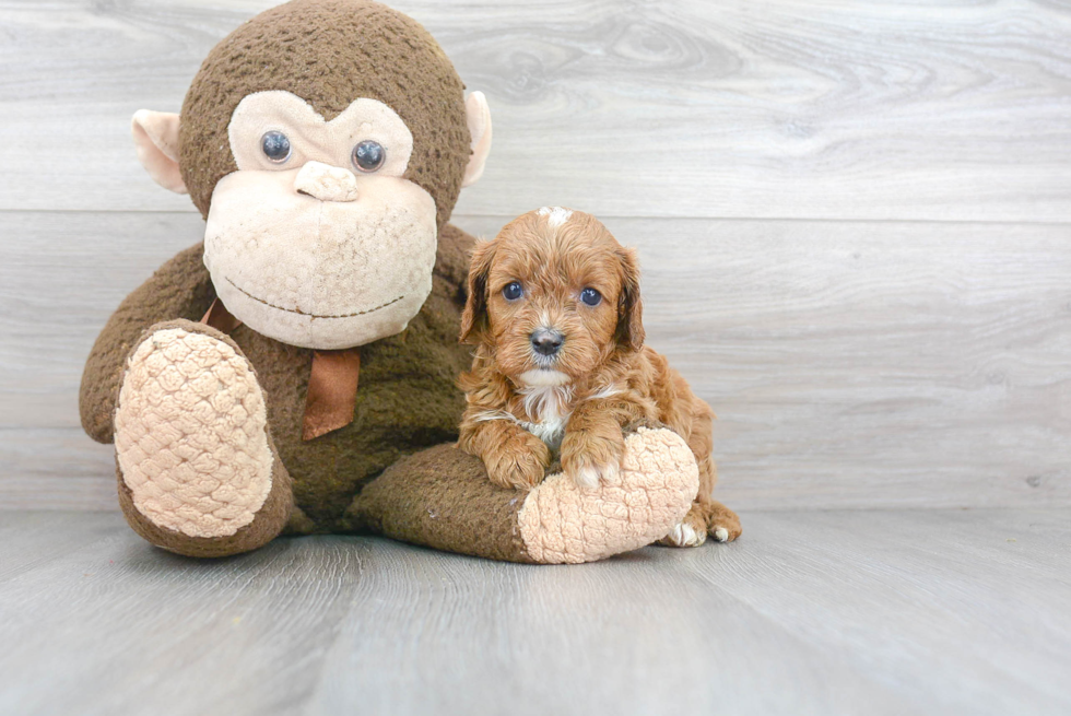 Cavapoo Pup Being Cute