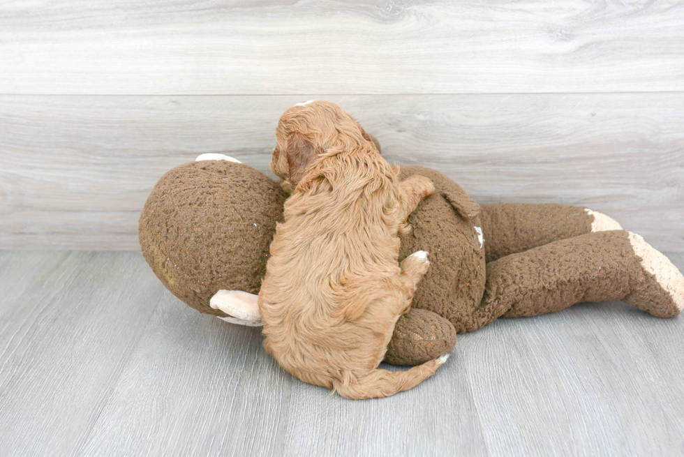 Funny Cavapoo Poodle Mix Pup