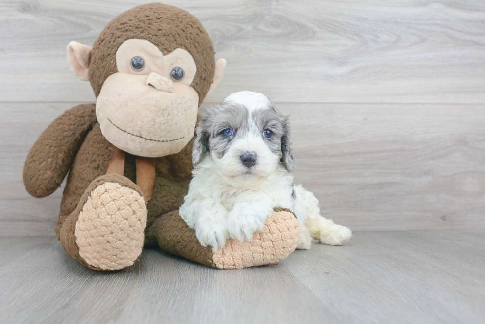 Best Cavapoo Baby