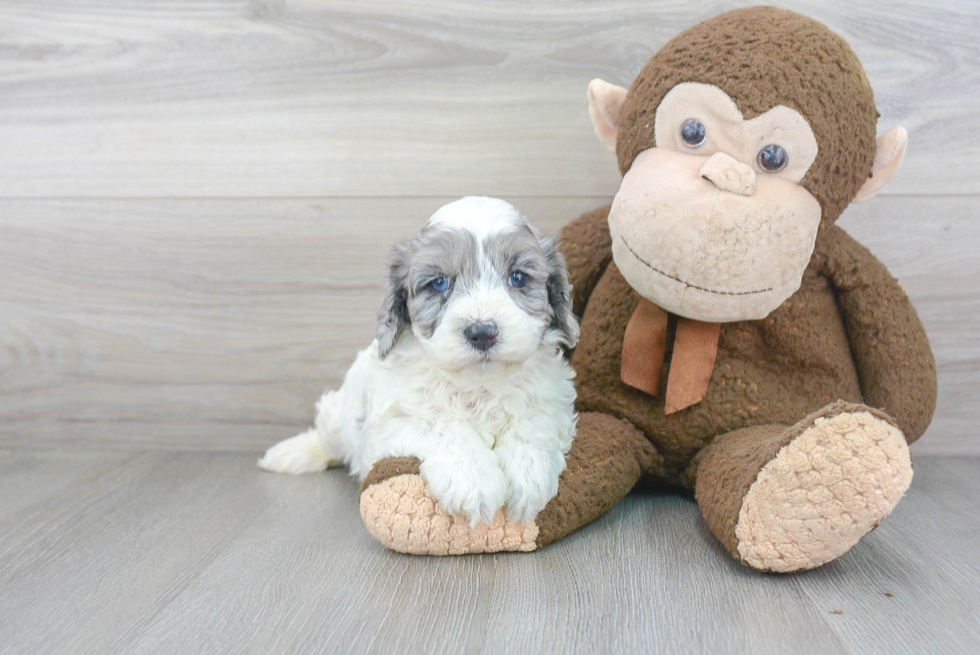 Happy Cavapoo Baby