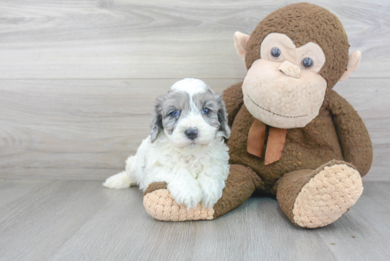 Happy Cavapoo Baby