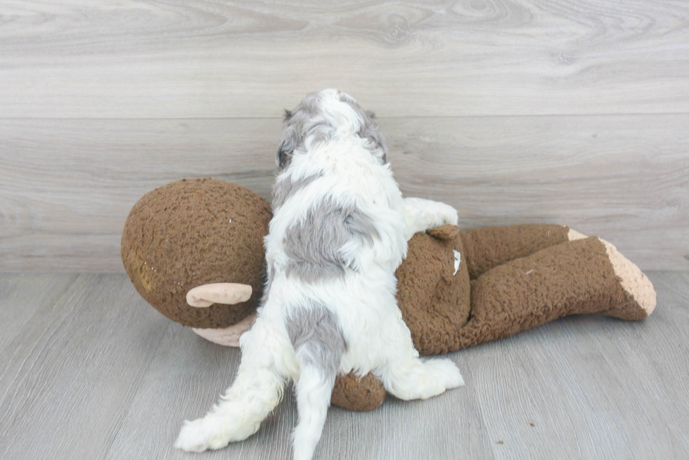 Energetic Cavoodle Poodle Mix Puppy