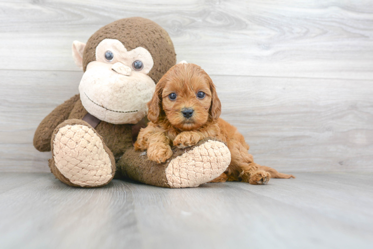 Playful Cavoodle Poodle Mix Puppy