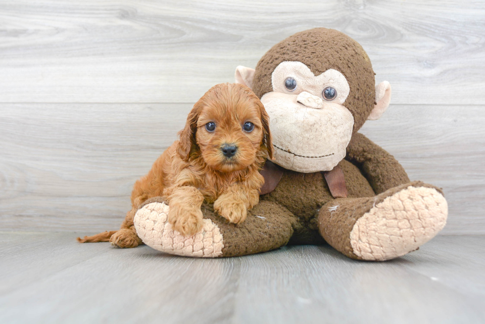 Best Cavapoo Baby