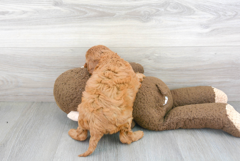 Best Cavapoo Baby