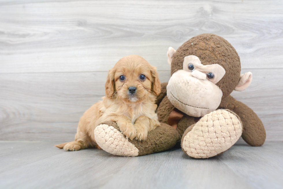 Popular Cavapoo Poodle Mix Pup