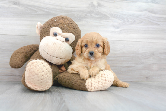 Sweet Cavapoo Baby