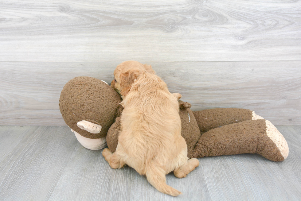 Cavapoo Pup Being Cute