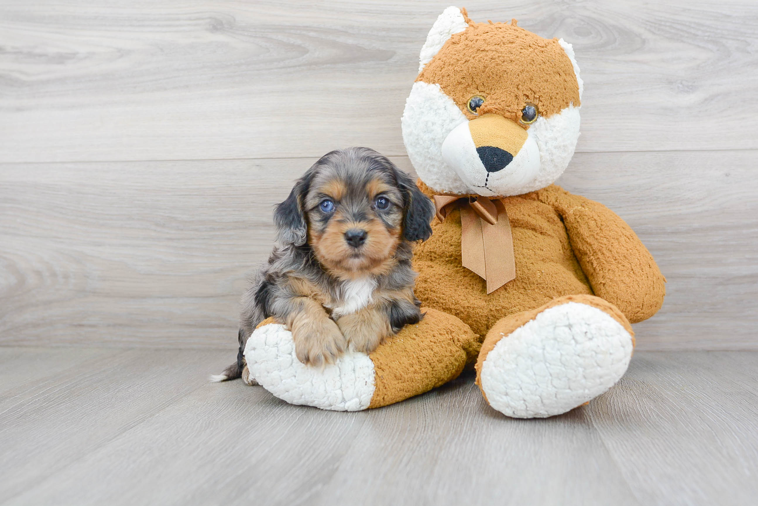 Cavapoo Pup Being Cute