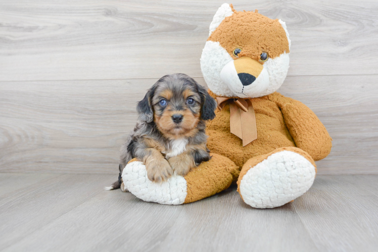 Cavapoo Pup Being Cute