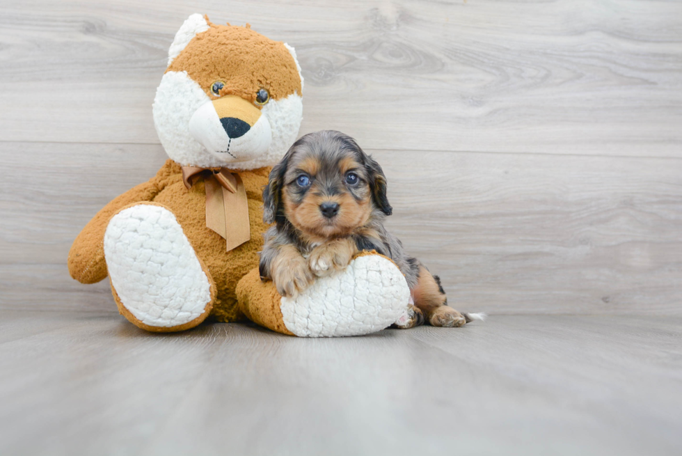 Cavapoo Pup Being Cute