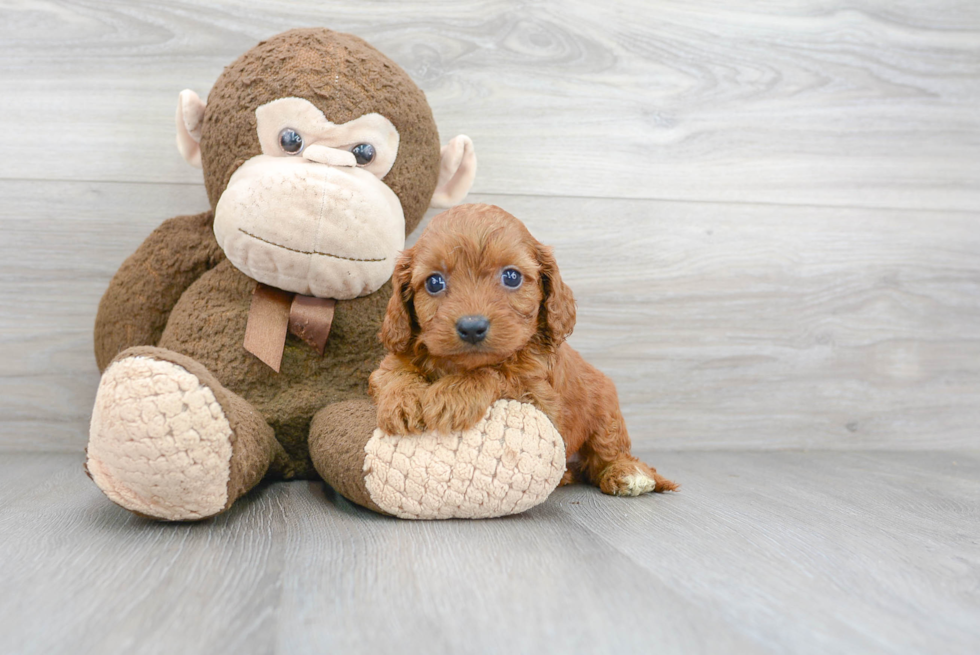 Cavapoo Pup Being Cute