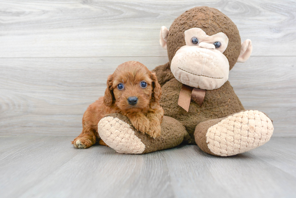 Cavapoo Pup Being Cute