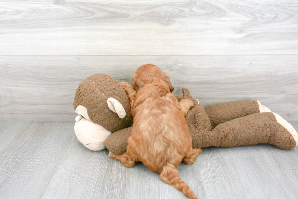 Energetic Cavoodle Poodle Mix Puppy