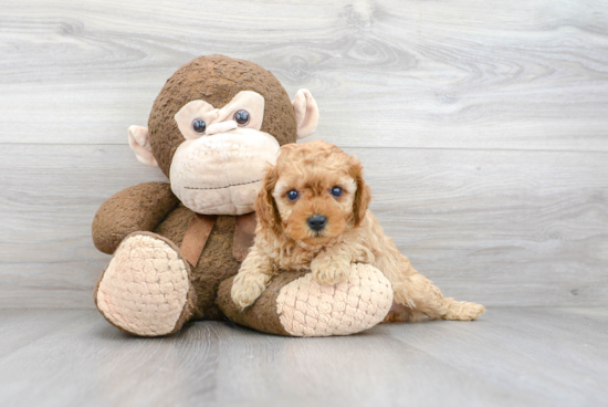 Sweet Cavapoo Baby