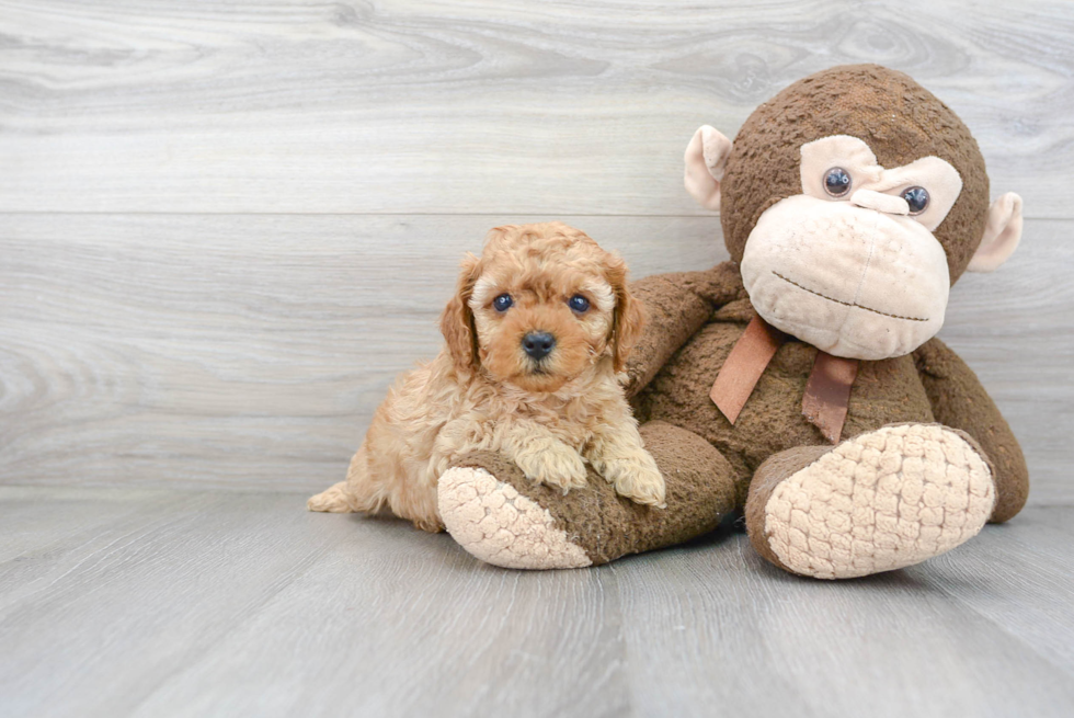 Petite Cavapoo Poodle Mix Pup