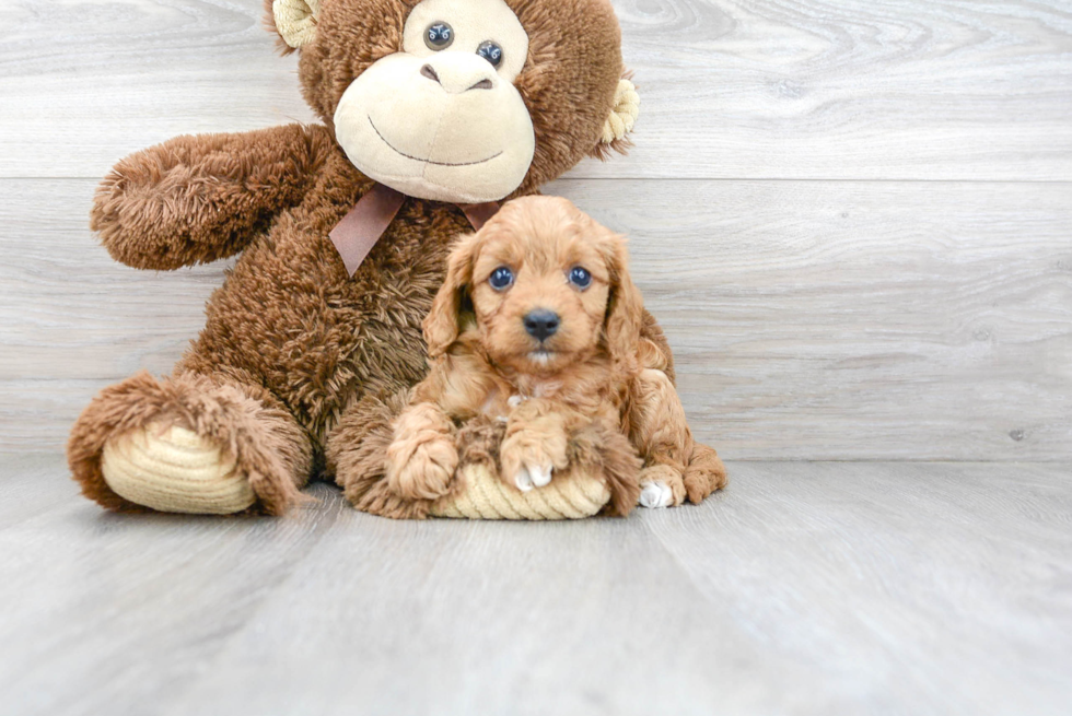 Cute Cavapoo Baby