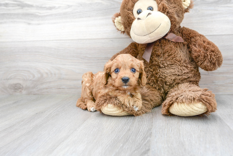 Popular Cavapoo Poodle Mix Pup