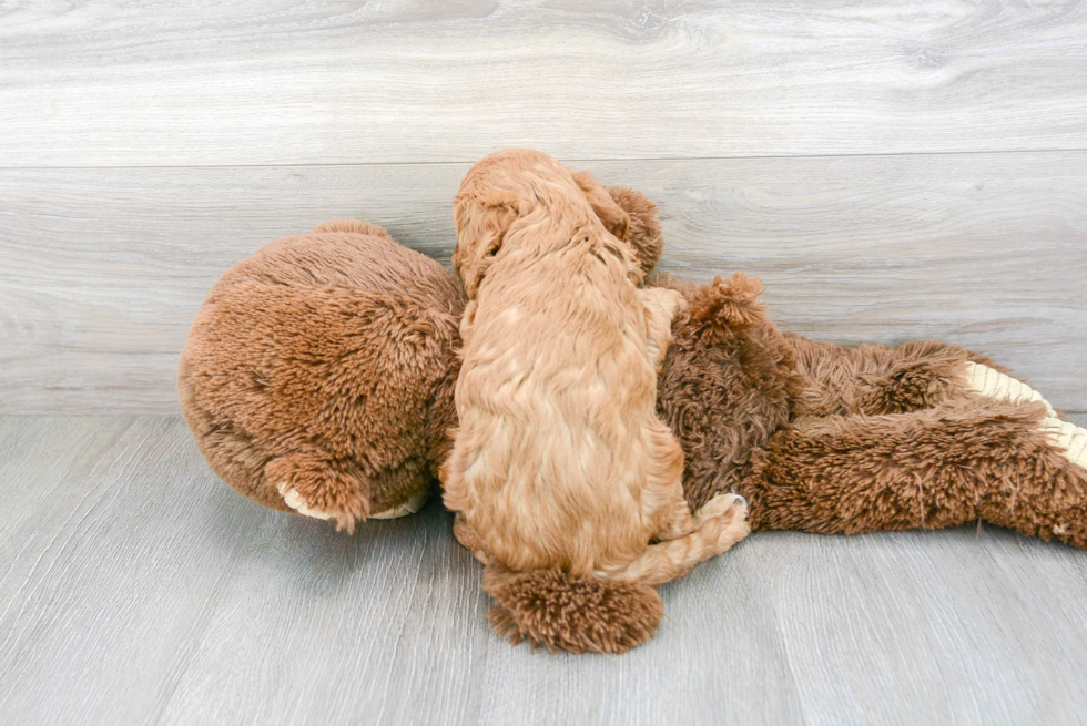 Friendly Cavapoo Baby