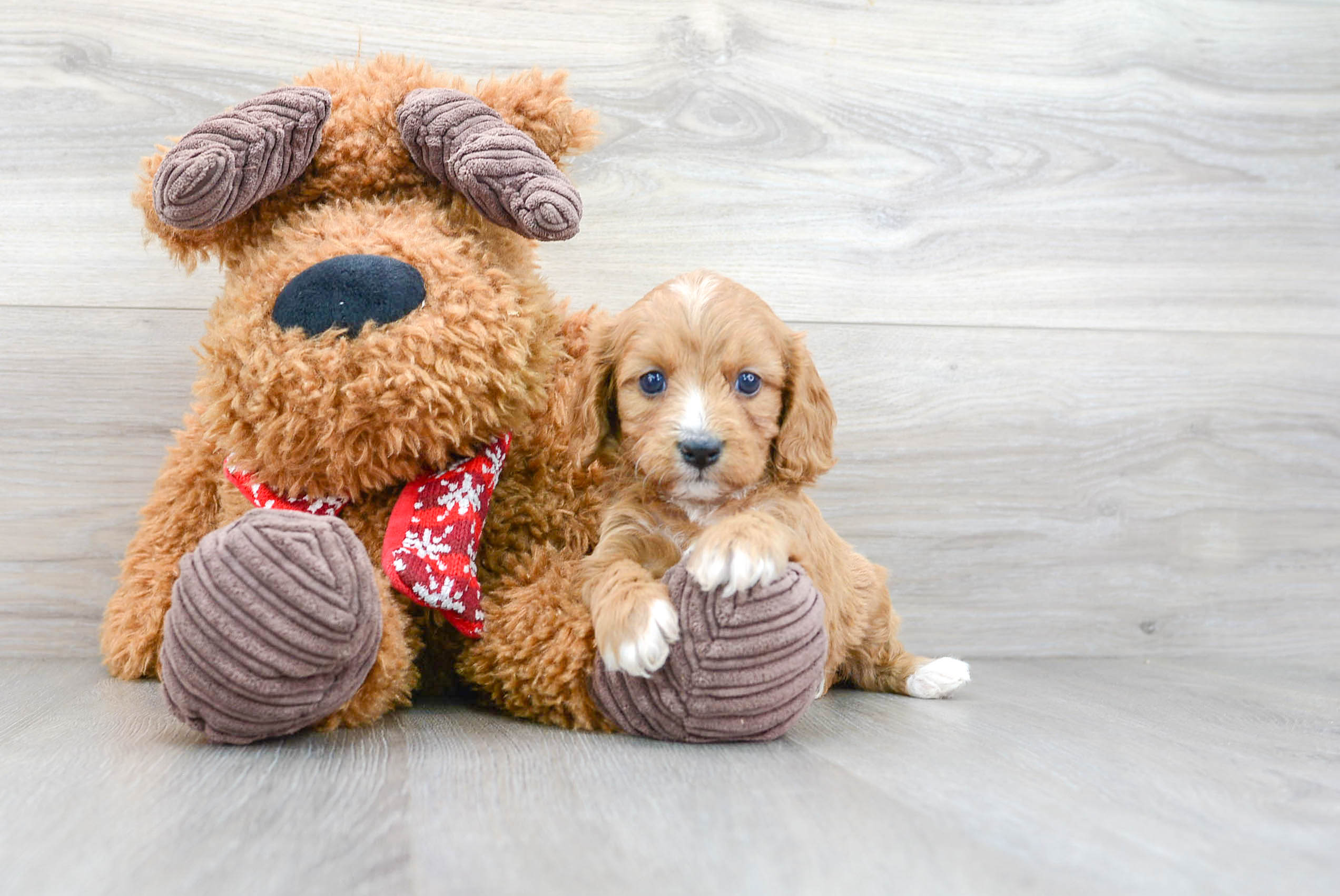 Fluffy Cavapoo Poodle Mix Pup