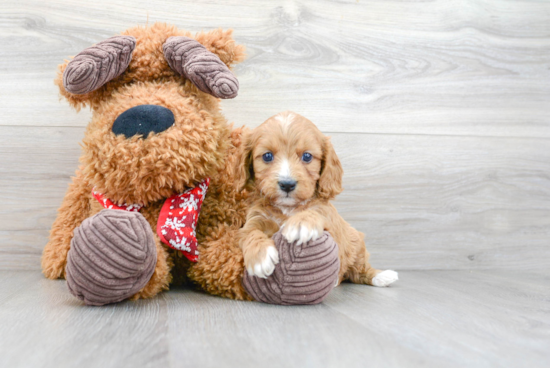 Fluffy Cavapoo Poodle Mix Pup