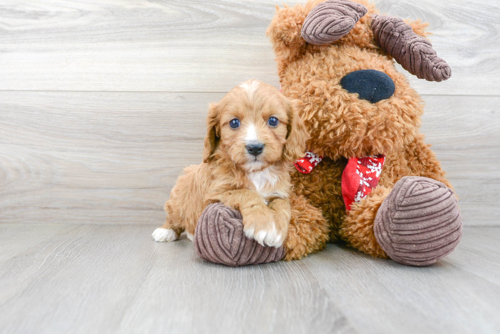 Cavapoo Pup Being Cute