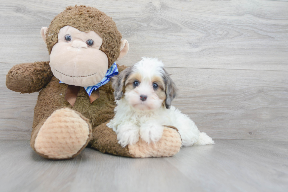 Cavapoo Puppy for Adoption