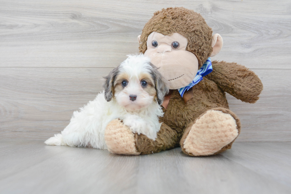 Playful Cavoodle Poodle Mix Puppy