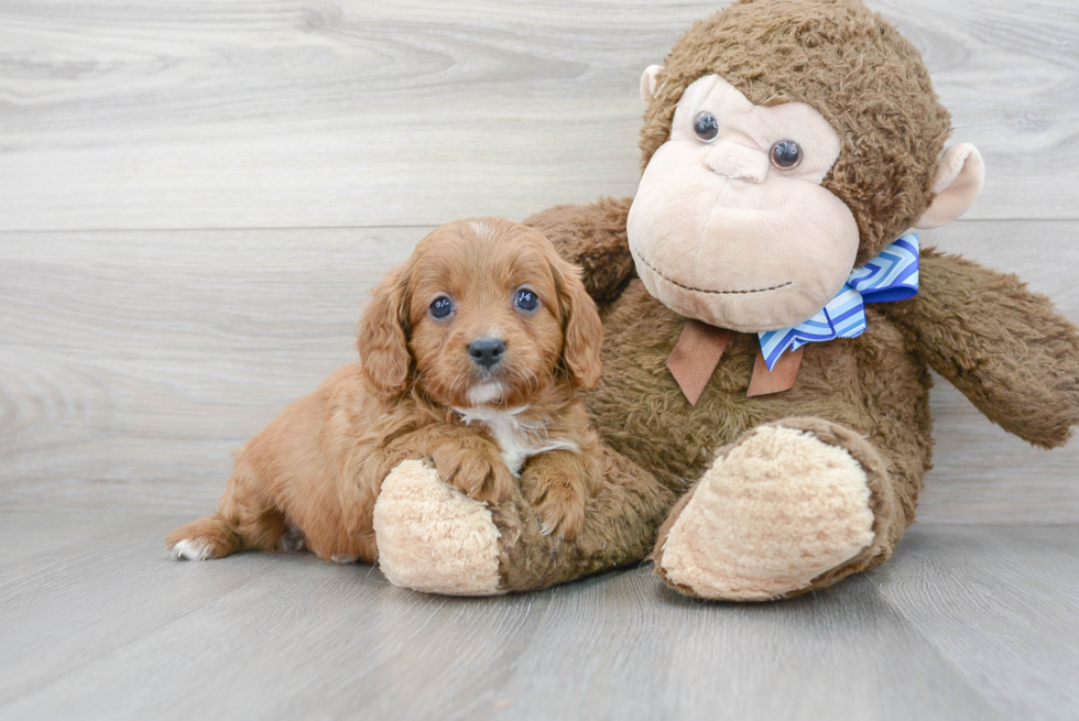 Best Cavapoo Baby