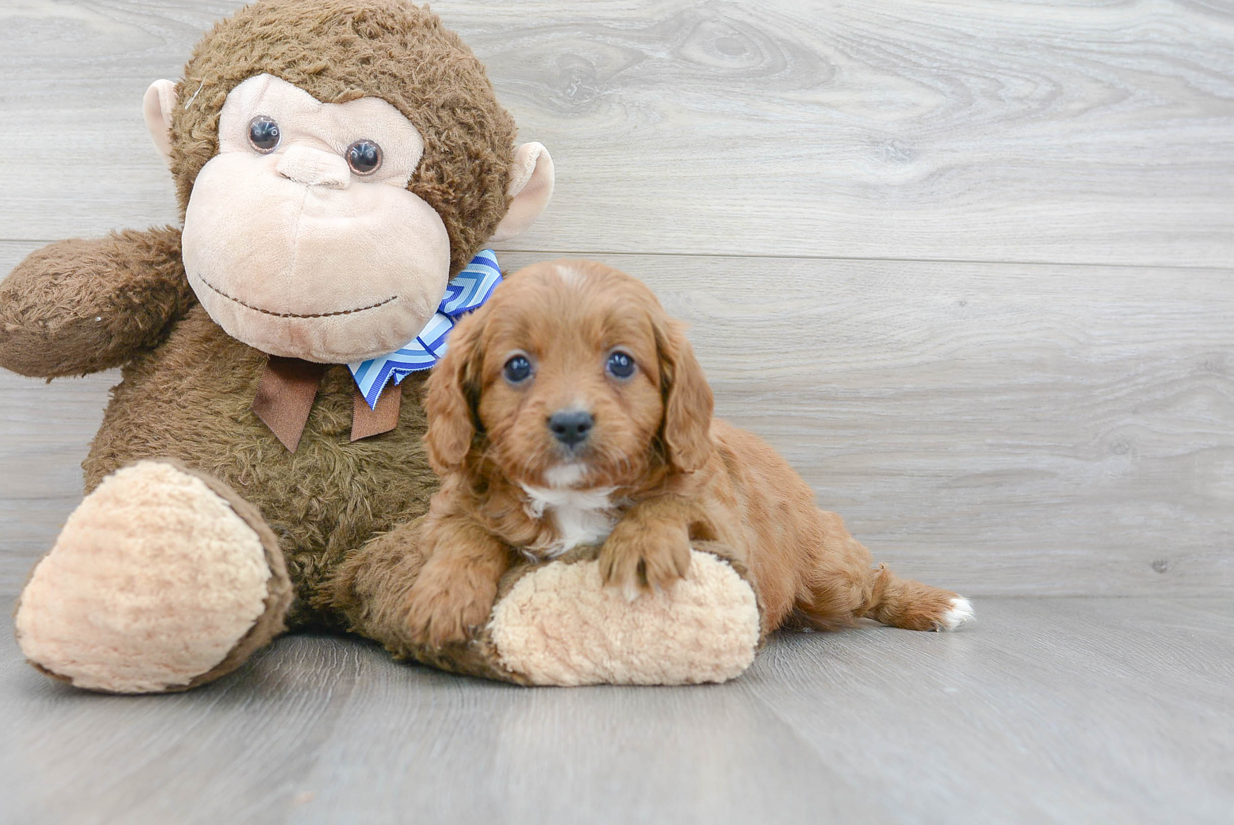 Best Cavapoo Baby