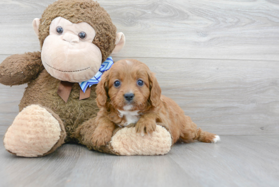 Best Cavapoo Baby