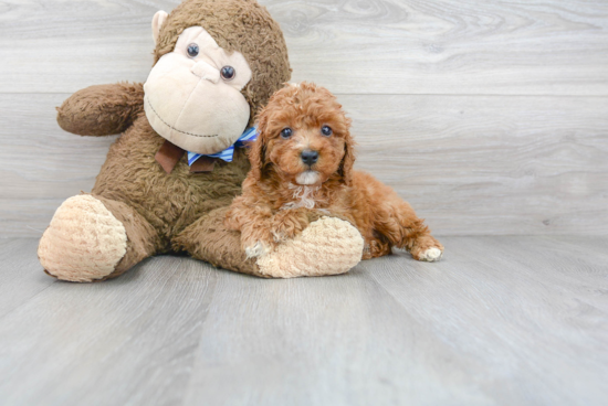 Cavapoo Puppy for Adoption