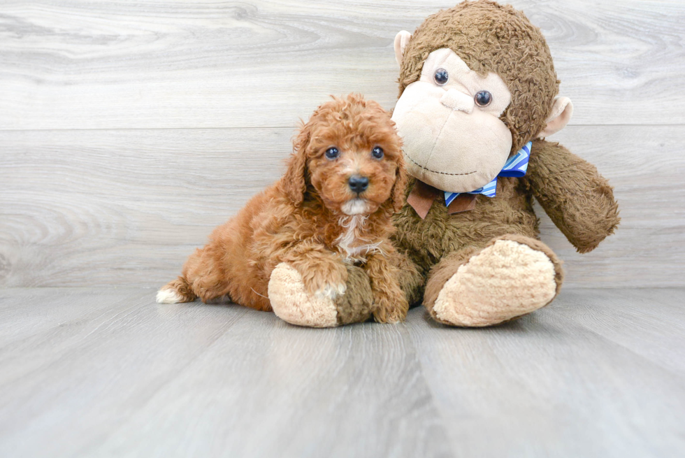 Adorable Cavoodle Poodle Mix Puppy