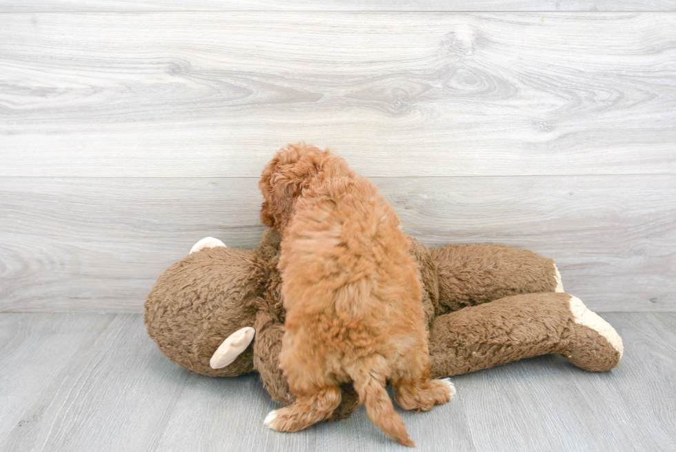 Smart Cavapoo Poodle Mix Pup