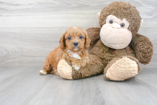 Cavapoo Puppy for Adoption