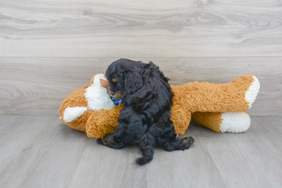 Cavapoo Puppy for Adoption