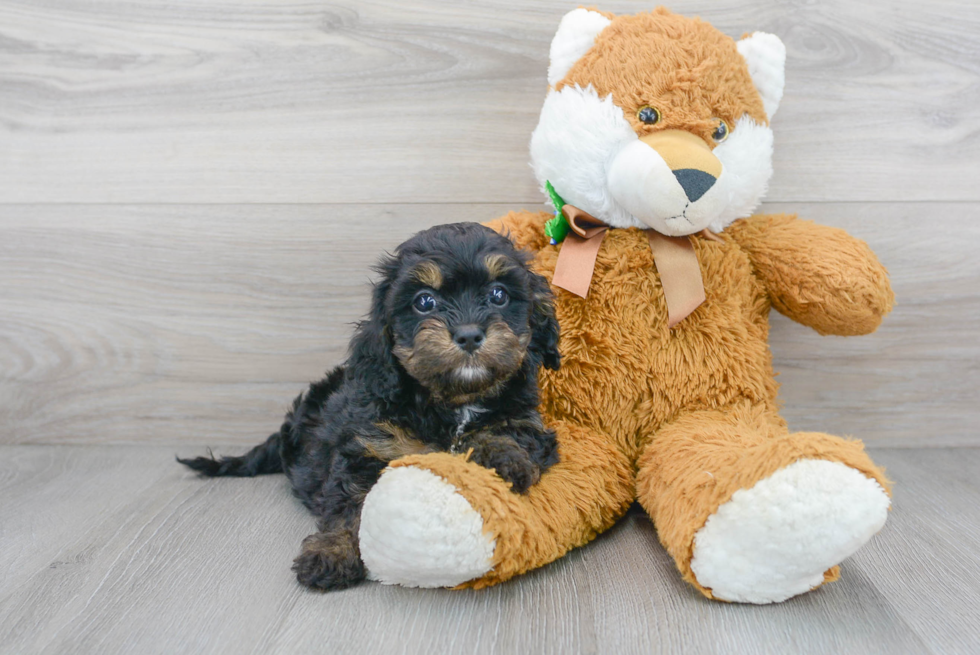 Cavapoo Pup Being Cute