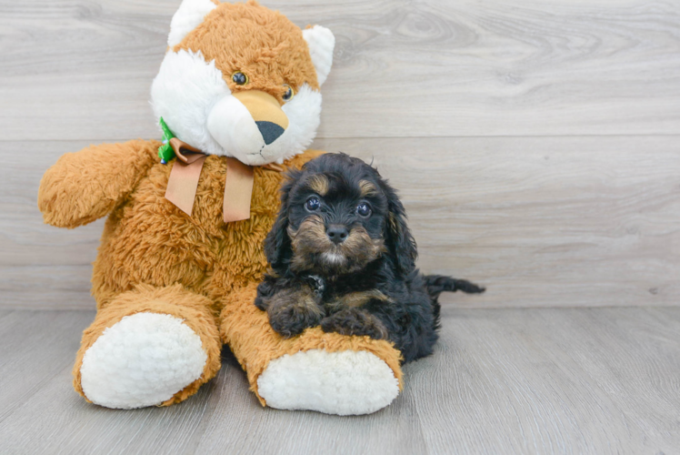 Best Cavapoo Baby