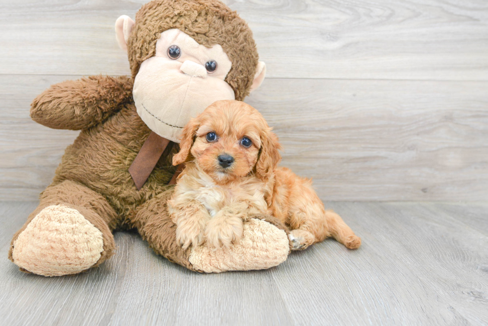 Cavapoo Pup Being Cute