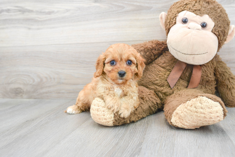 Small Cavapoo Baby