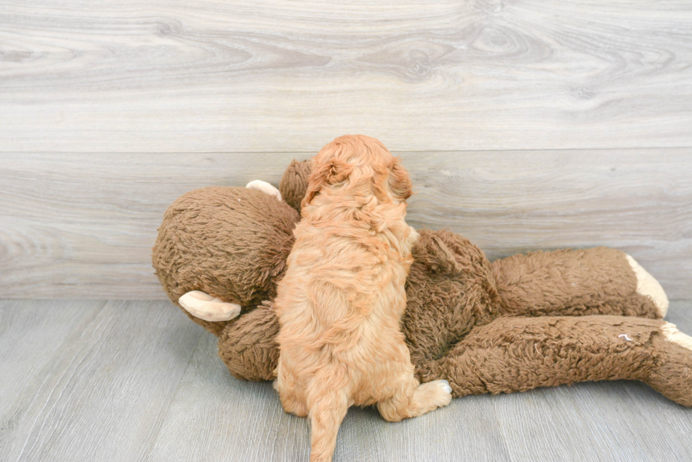 Funny Cavapoo Poodle Mix Pup