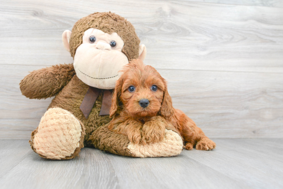 Best Cavapoo Baby