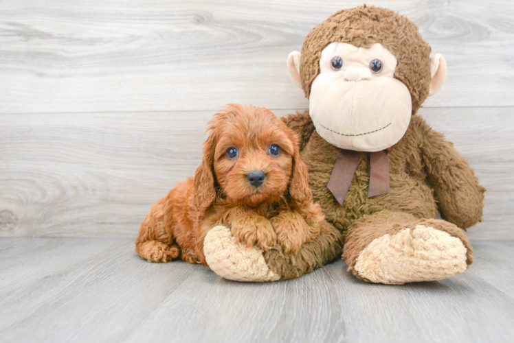 Best Cavapoo Baby