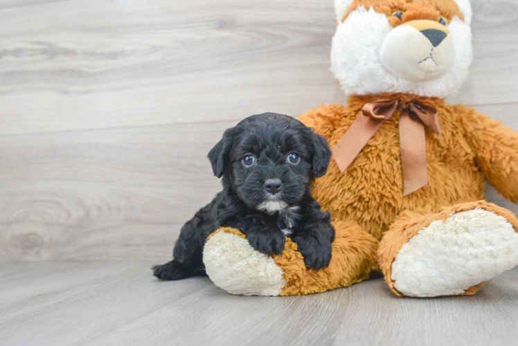 Cavapoo Puppy for Adoption