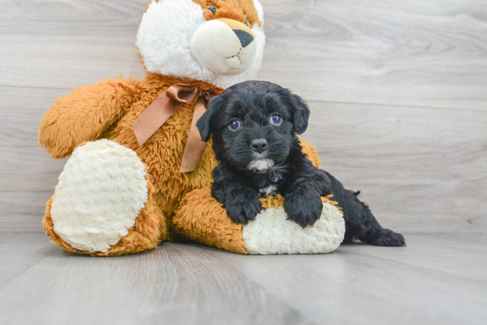 Cavapoo Pup Being Cute