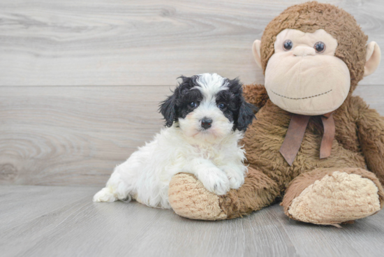 Cavapoo Puppy for Adoption