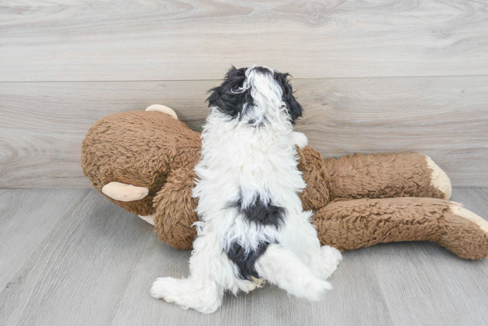 Smart Cavapoo Poodle Mix Pup