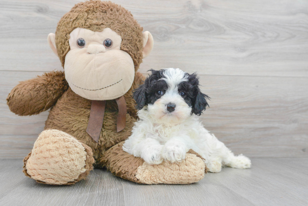 Best Cavapoo Baby