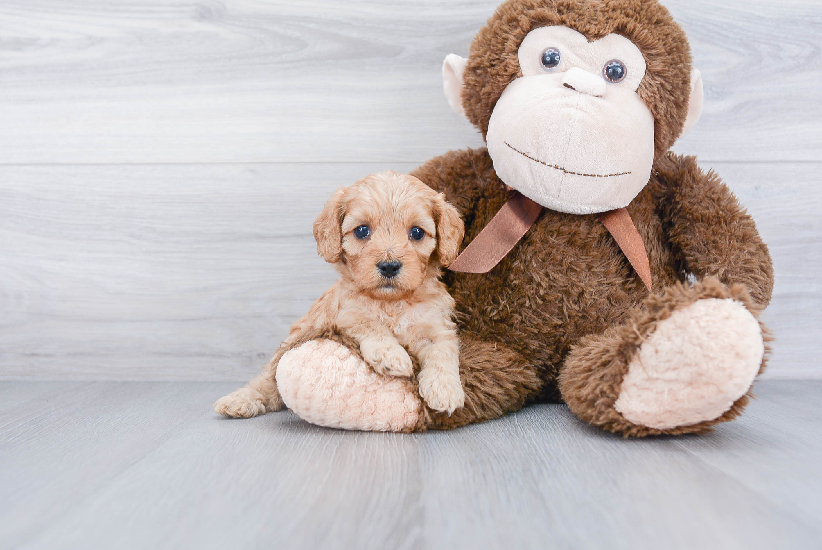 Cute Cavapoo Baby